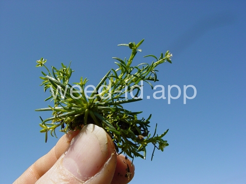 pearlwort, birdseye